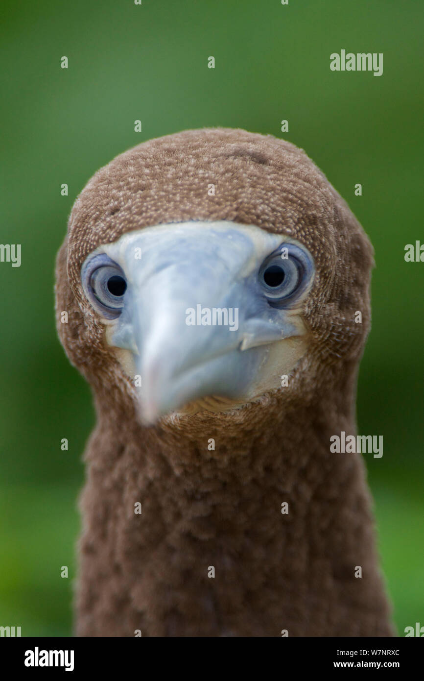 Brown booby (Sula leucogaster) adulto, Raine Island National Park, della Grande Barriera Corallina in Australia. Foto Stock