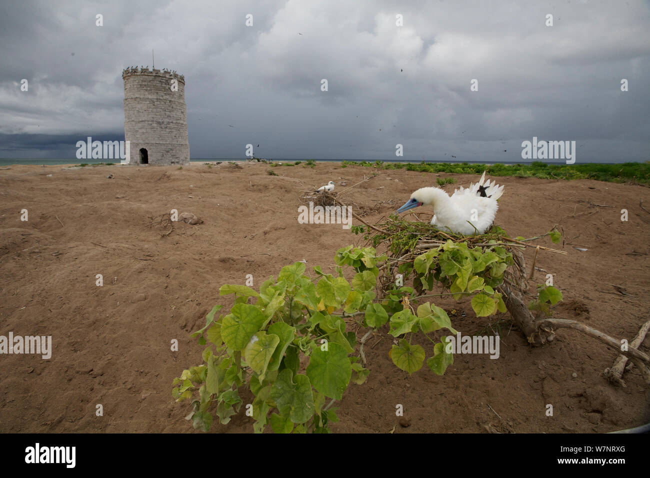 Rosso-footed Booby (Sula sula) nesting Raine sull isola di fronte al faro di pietra - la più antica struttura europea in Australia tropicale. Foto Stock