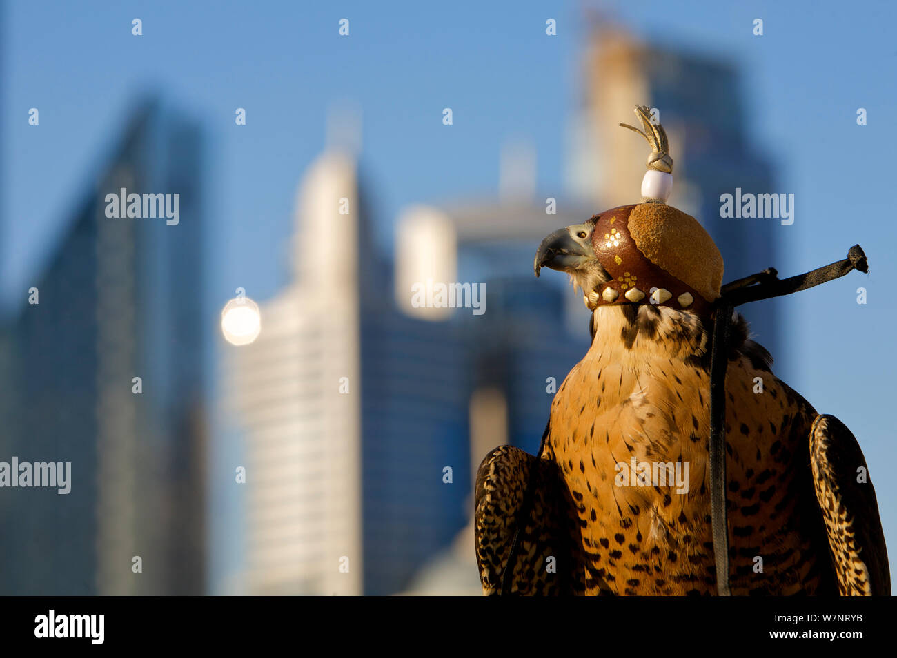 Falco pellegrino (Falco peregrinus) con cappa su appollaiato sulla cima del tetto nella città di Dubai, utilizzato per controllare il piccione urbano popolazione, Emirati arabi uniti (EAU), Gennaio 2010 Foto Stock