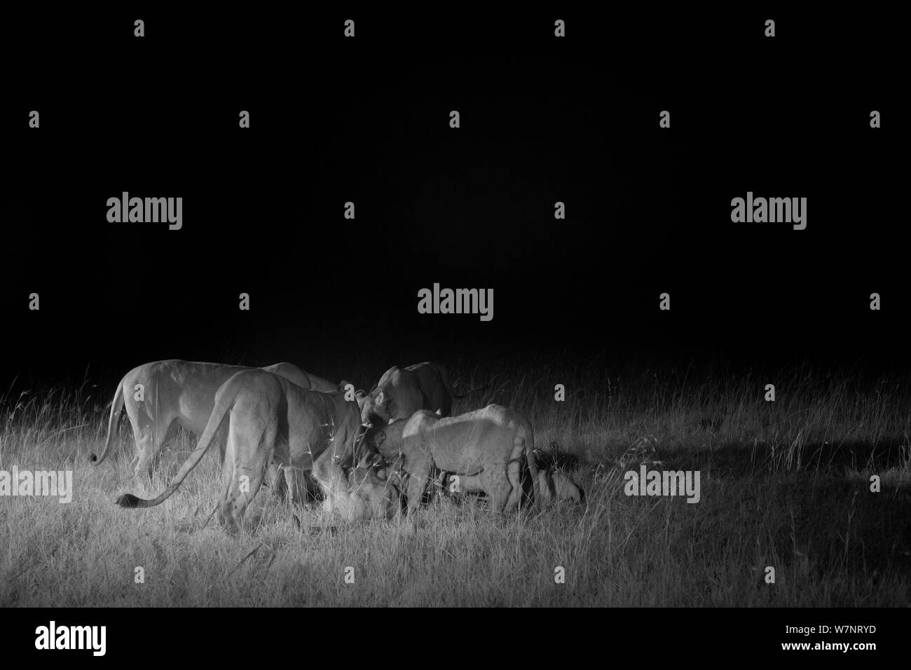 Marsh orgoglio lion pride (Panthera leo) di notte, il Masai Mara, Kenya, prese con telecamera a infrarossi, Settembre Foto Stock