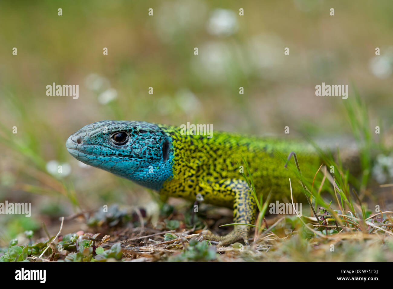 Voce maschile Schreiber lizard (Lacerta schreiberi) negli allevamenti di colorazione, Peneda-Geres National Park (Parque Nacional da Peneda-Geres), Portogallo, Aprile. Foto Stock