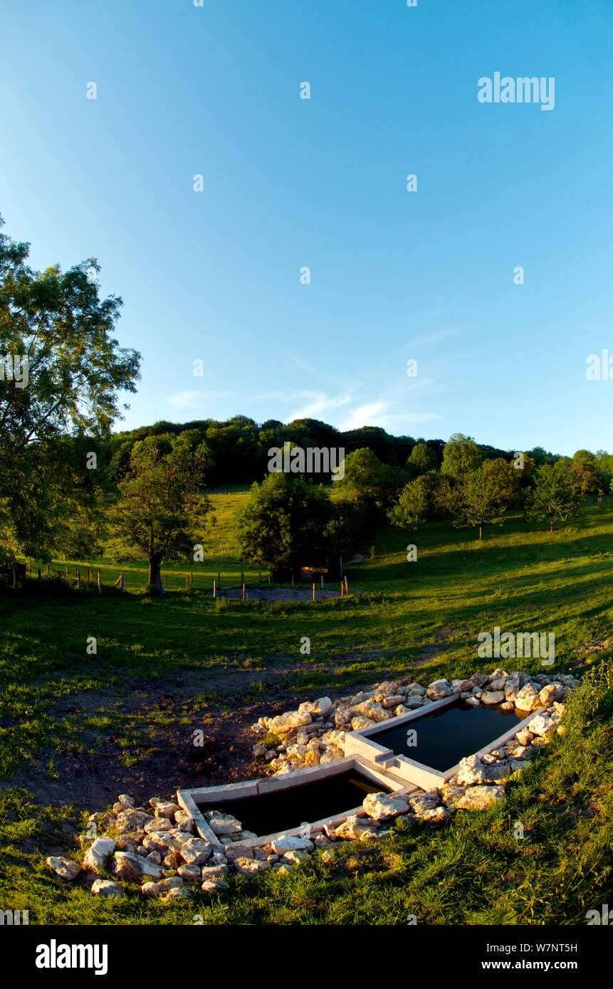 Laghetto artificiale constructes habitat come una misura di conservazione per la comunità la levatrice toad (Alytes obstetricans) Belgio, maggio 2011. Foto Stock