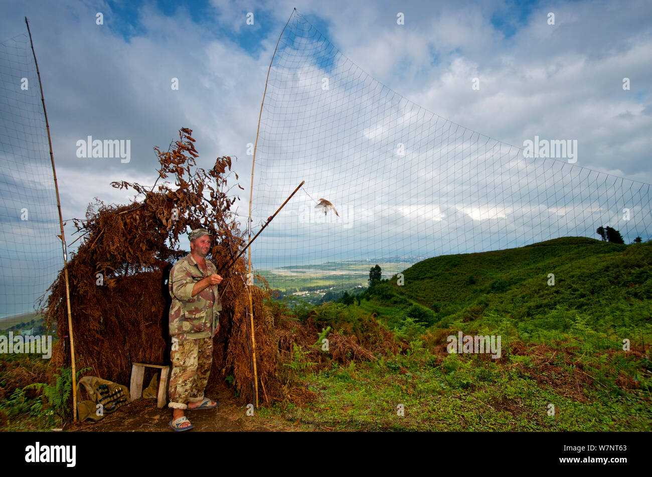 Falconer usando un tethered capretti Red-backed shrike (Lanius collurio) per attirare gli uccelli di preda nelle sue reti, Georgia, settembre 2011. Foto Stock