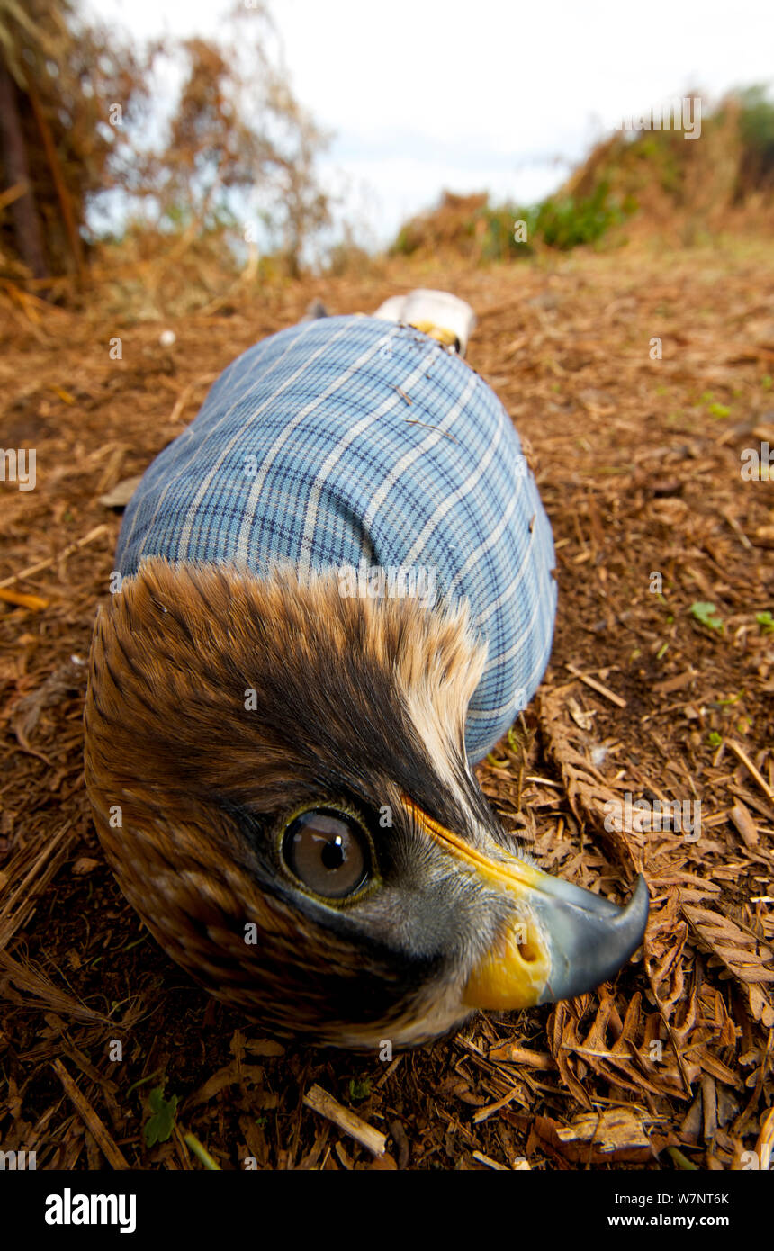 Avviato eagle (Aquila pennata) catturati da un falconiere di addomesticamento, con le sue ali legate, Georgia, Settembre. Foto Stock