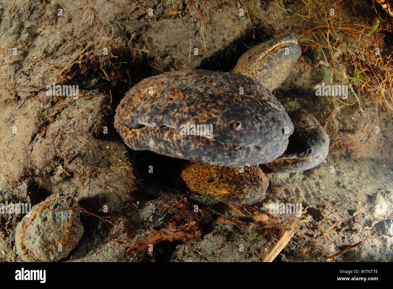 Il gigante giapponese salamandre (Andrias japonicus) maschi in un nido al momento della deposizione delle uova, Kurokawa River, Hyougo, Giappone, Settembre Foto Stock