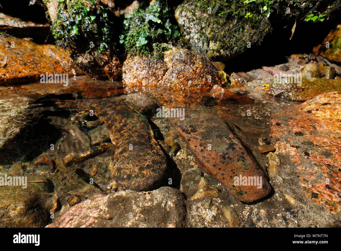 Il gigante giapponese salamander (Andrias japonicus) mimetizzata come una pietra di fiume Hino, Tottori, Giappone, Agosto. Foto Stock