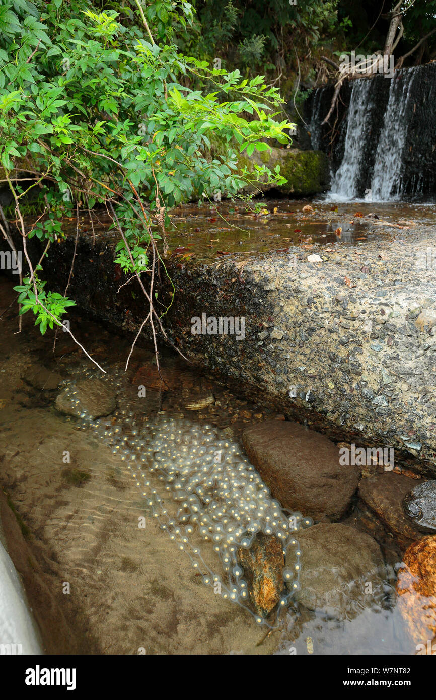 Il gigante giapponese salamander (Andrias japonicus) uova trabocchi dalla den, Fiume Hino, Tottori, Giappone, Settembre. Foto Stock