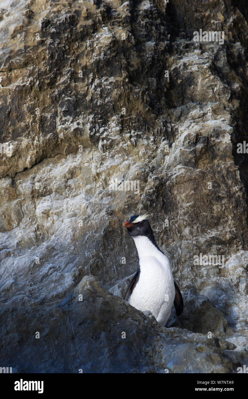 Fiordland pinguino crestato (Eudyptes pachyrhynchus) sulle rocce, Westland, Nuova Zelanda, specie vulnerabili. Novembre. Foto Stock