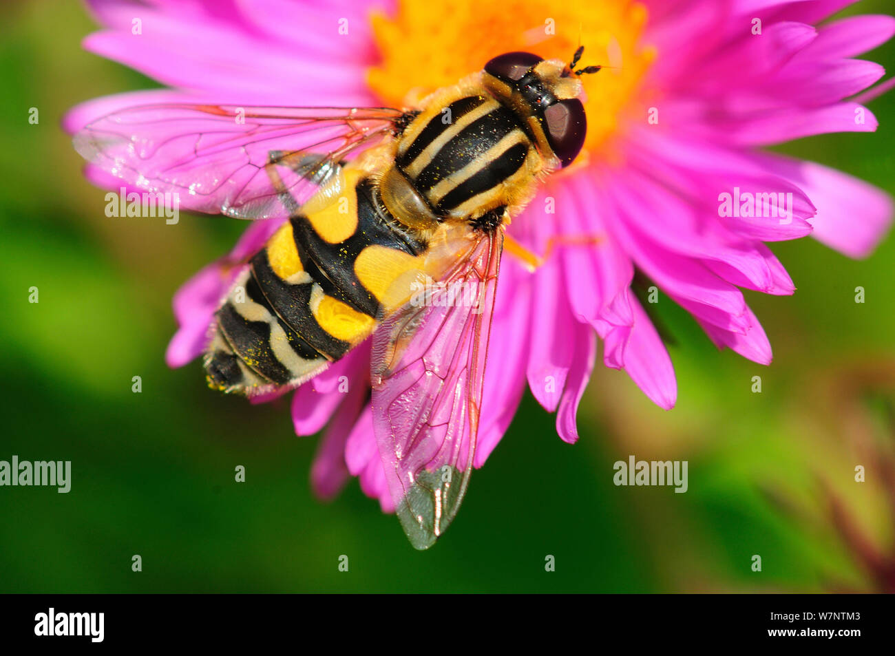 Passare il puntatore del mouse-fly (Helophilus pendulus) sul fiore, Settembre. Inghilterra Foto Stock