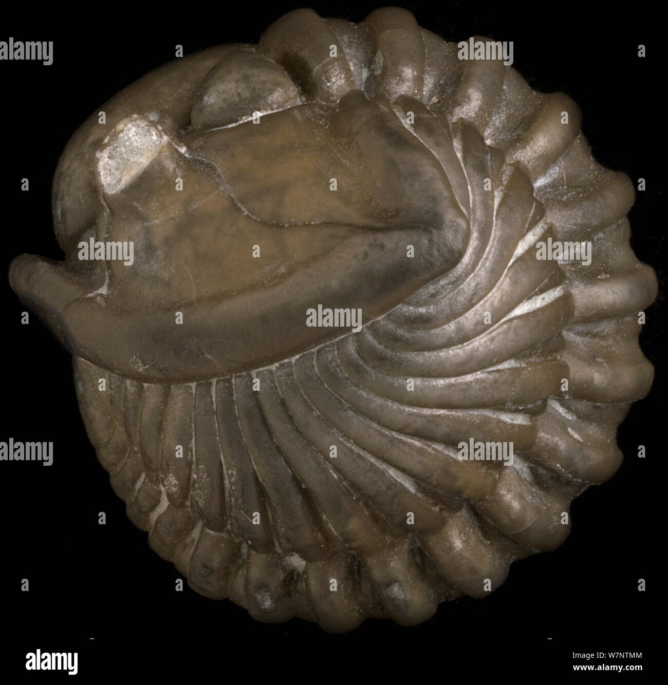 (Trilobata Flexicalymene meeki) laminati che mostra il comportamento difensivo, dal periodo Ordovician, trovati nella formazione di Richmond, STATI UNITI D'AMERICA Foto Stock