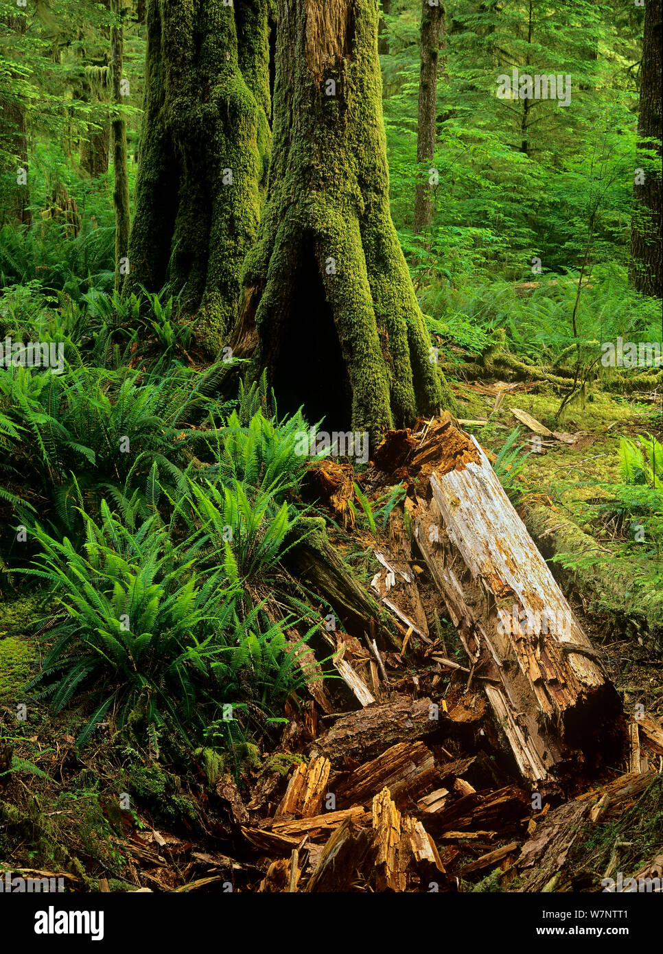 Vecchia foresta con alberi, linee, muschi e felci in Carmanah-Walbran Parco Provinciale, Isola di Vancouver, British Columbia, Canada Foto Stock