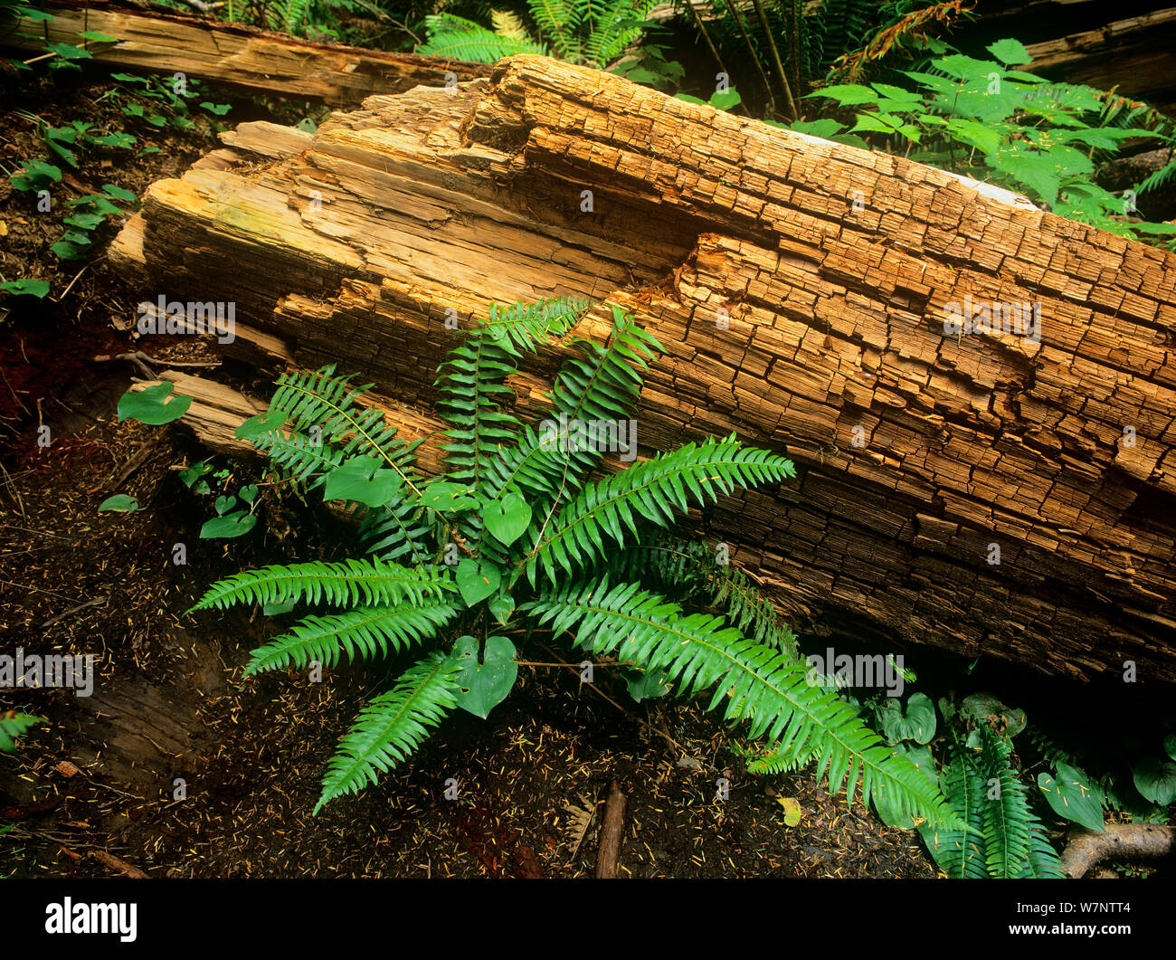 La felce e tronco marcio in Carmanah vecchia foresta, Carmanah-Walbran Parco Provinciale, Isola di Vancouver, British Columbia, Canada Foto Stock