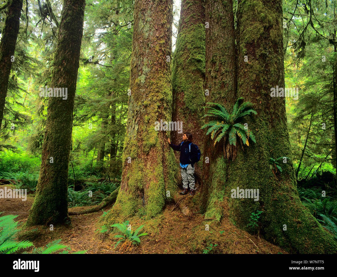 Donna viaggiatore toccando alberi centenari a Carmanah vecchia foresta Carmanah-Walbran Parco Provinciale, Isola di Vancouver, British Columbia, Canada. Modello rilasciato Foto Stock