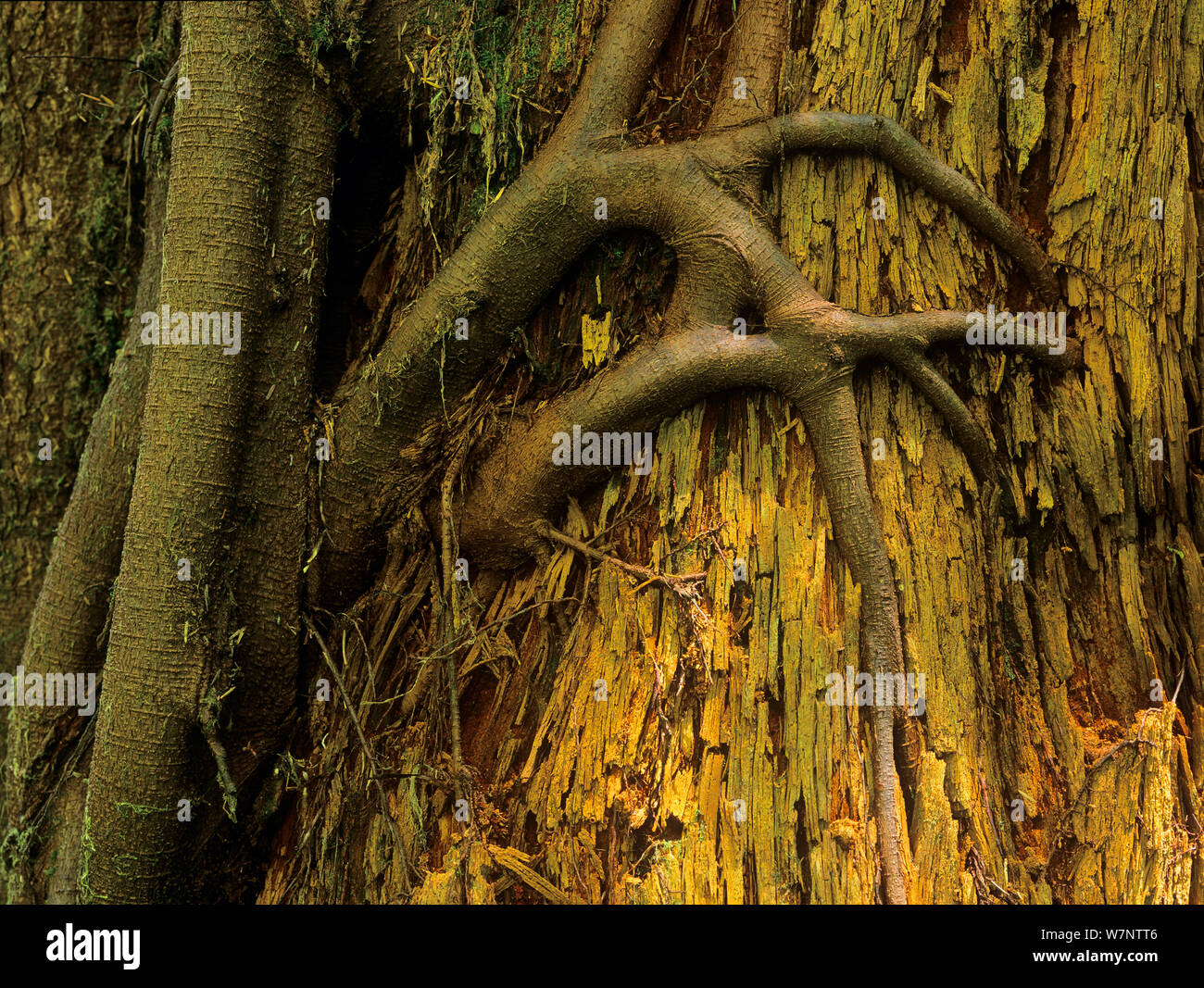 Albero radici penetrano il tronco di un altro vecchio albero nella vecchia foresta di crescita della Carmanah Walbran Parco Provinciale, Isola di Vancouver, British Columbia, Canada Foto Stock