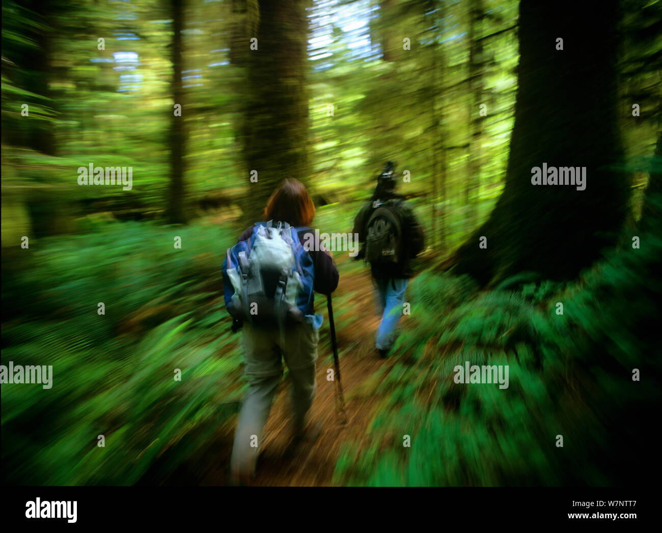 Due escursionisti con zaini a piedi attraverso la vecchia foresta di crescita di Carmanah-Walbran Parco Provinciale, Isola di Vancouver, British Columbia, Canada Foto Stock