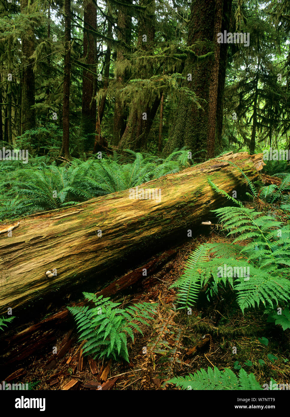 Il vecchio albero caduto trunk in old-foresta di Carmanah-Walbran Parco Provinciale, Isola di Vancouver, British Columbia, Canada Foto Stock