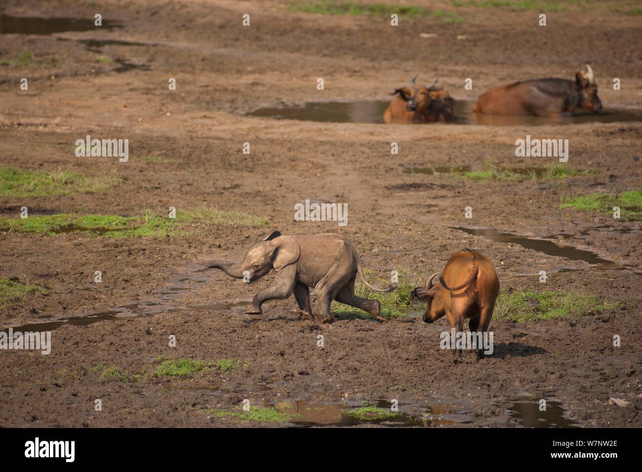 Foresta Africana elefante africano (Loxodonta africana cyclotis) evitando di vitello African Forest buffalo (Syncerus caffer nanus), visitando Dzanga Bai, Dzanga-Ndoki National Park, Repubblica Centrale Africana Foto Stock