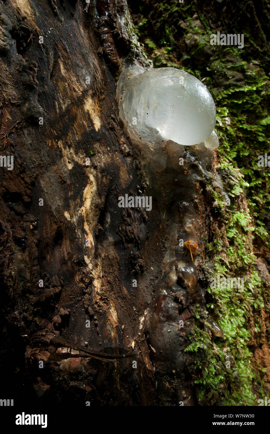 Mopaka o Mokaka tree (Guibourtia demeusei) tronco con "solidificato Paka' resina. La resina 'Paka' è utilizzato dal Ba'Aka persone come una candela per la luce e per innescare incendi. Durante l'epoca coloniale, la resina è stata acquistata dalla colonialists. Bai Hokou, Dzanga-Ndoki National Park, Repubblica Centrafricana. Foto Stock