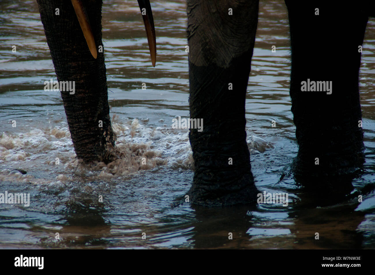 Foresta Africana elefante africano (Loxodonta africana cyclotis) adulto insufflare aria in ricco di minerali foro di sedimento nella corrente che fluisce attraverso il bosco, Dzanga-Ndoki National Park, Repubblica Centrale Africana Foto Stock