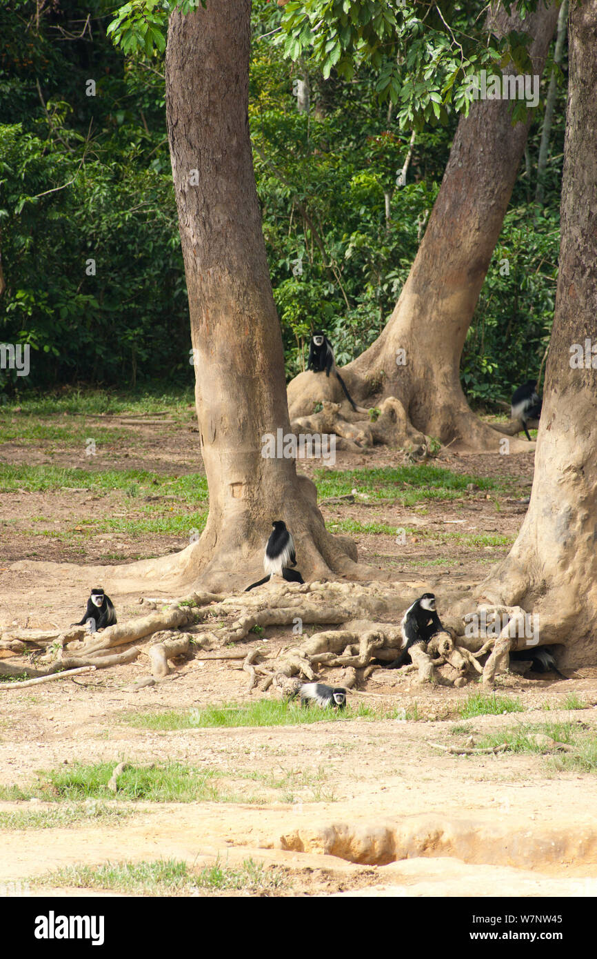 Black and White Colobus (Colobus guereza) visitando la foresta pluviale di cancellazione. Come molte specie forestali, questi primati visitare questi radura della foresta per poter partecipare dei minerali esposti da elefanti scavare sotto albero di foresta sistemi di radice. Dzanga-Ndoki National Park, Repubblica Centrale Africana Foto Stock