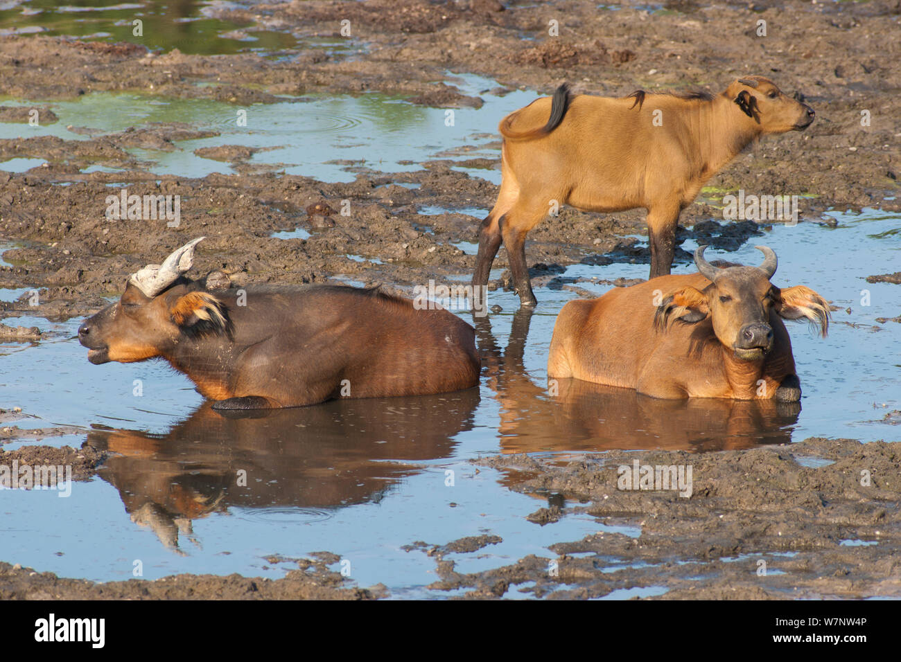 Bufali di foresta (Syncerus caffer nanus) bull, mucca e vitello in appoggio su terreni fangosi in streaming in bai clearing, Dzanga-Ndoki National Park, Repubblica Centrale Africana Foto Stock