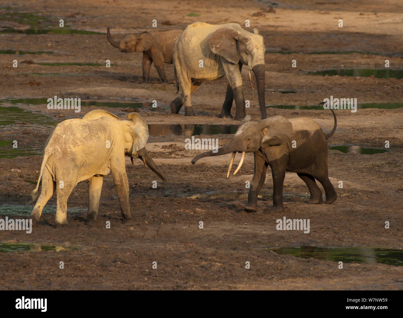 Foresta Africana elefante africano (Loxodonta africana cyclotis) gli individui interagiscono con altri riuniti a Dzanga clearing, che attira gli elefanti provenienti da tutta la regione e la variazione di colore nel suolo e il bagno di fango si deposita su un elefante pelle può segnalare che un elefante è da un altro settore del parco e non necessariamente correlati ad altri elefanti visitando la compensazione allo stesso tempo. Dzanga-Ndoki National Park, Repubblica Centrale Africana Foto Stock