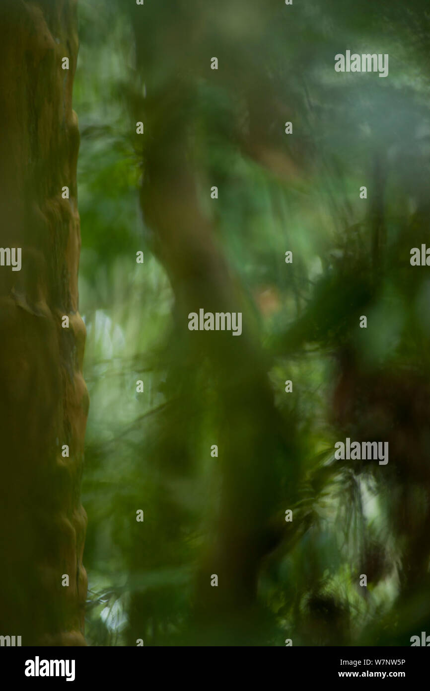 Soft focus moody forest scenic vicino a Bai ricerca Hokou camp, Dzanga-Ndoki National Park, Repubblica Centrafricana. Foto Stock