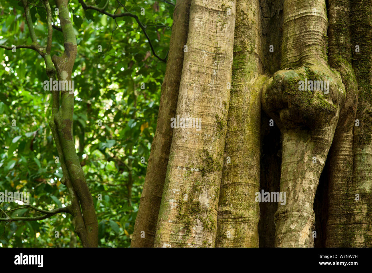 "Nguluma' tronco di albero struttura (Duboscia macrocarpa) molte specie della foresta pluviale mangiare teh foglie, i frutti e le sementi di queste specie e la popolazione locale utilizzare acqua bollita da frutto come una cura per il raffreddore, Bai Hokou, Dzanga-Ndoki National Park, Repubblica Centrafricana. Foto Stock