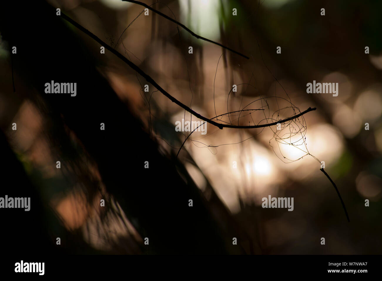 La fruttificazione fungina culmi spuntano da marciume steli di piante, essi stabilire se stessi prima della diffusione di spore fungine torna sul suolo della foresta. Bai Hokou, Dzanga-Ndoki National Park, Repubblica Centrafricana. Foto Stock