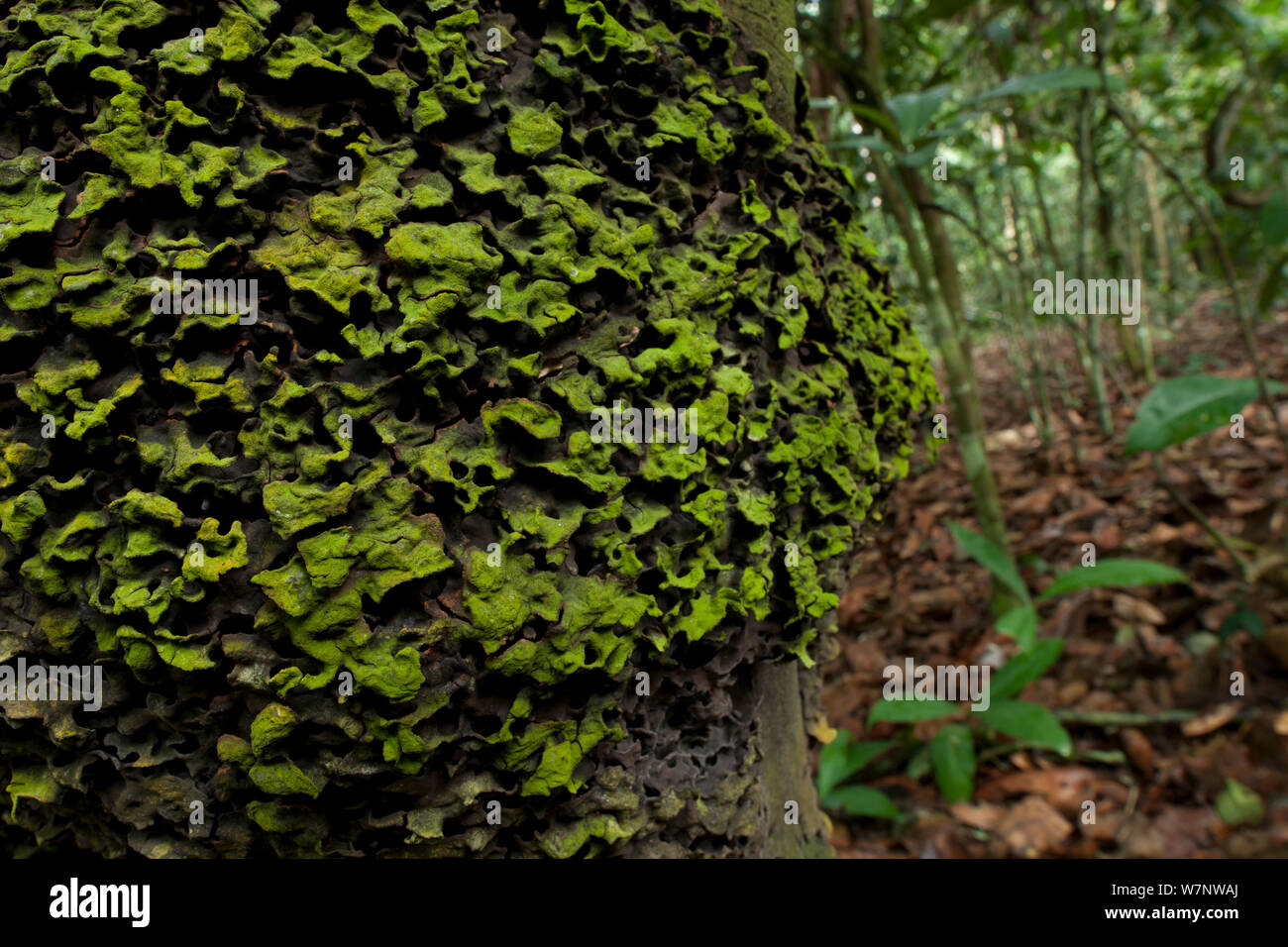 Persimmon 'Babango' tree (Diospyros bipindensis o ituriensis) con un lichene nero coperto di formiche nido, Bai Hokou, Dzanga-Ndoki National Park, Repubblica Centrafricana. Foto Stock