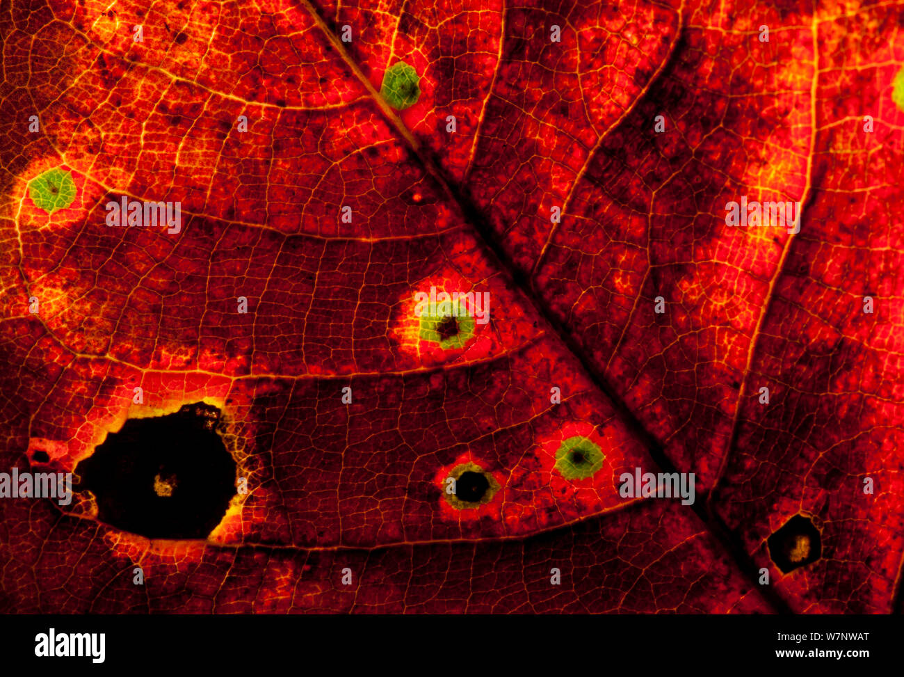 'Mosombo' leaf close-up (dettaglio Irvingia grandifolia) Bai Hokou, Dzanga-Ndoki National Park, Repubblica Centrafricana. Foto Stock