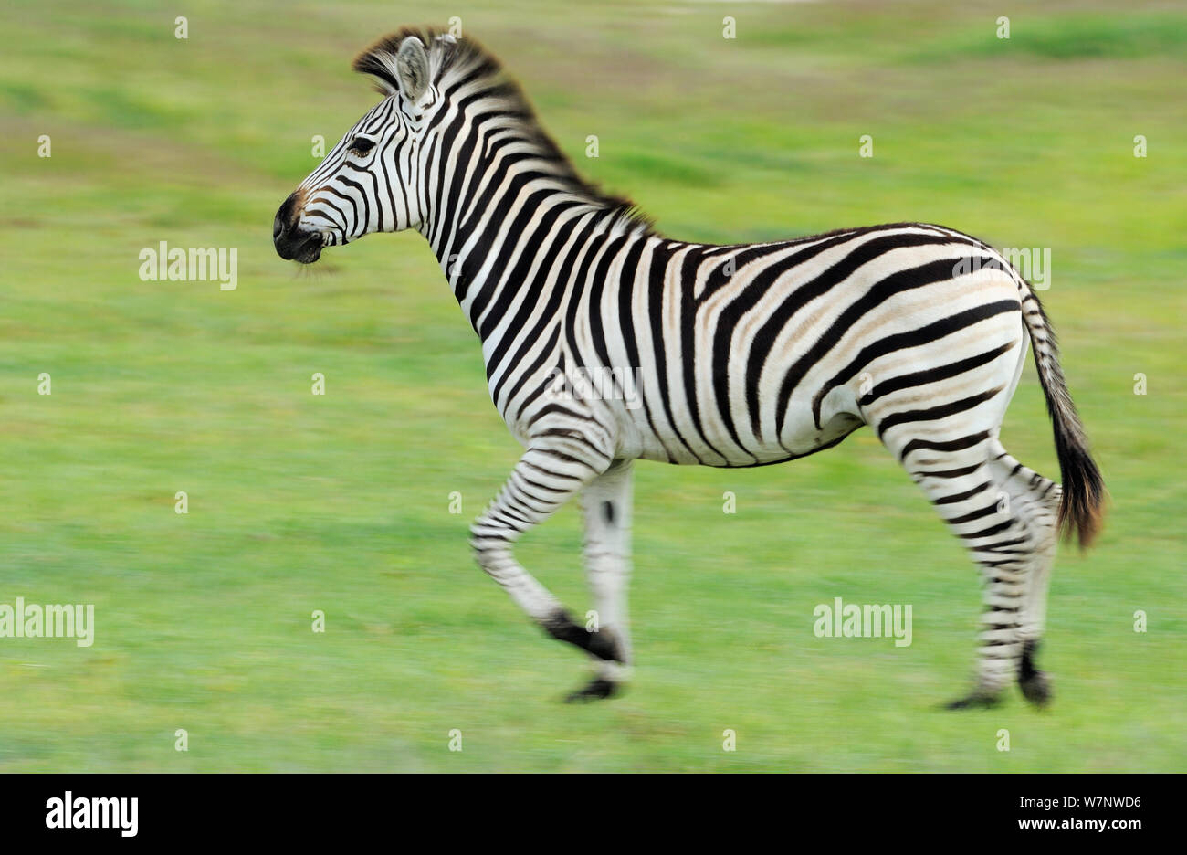 Zebra comune (Equus quagga) profilo a piedi, Parco Nazionale di Hwange, Zimbabwe Foto Stock