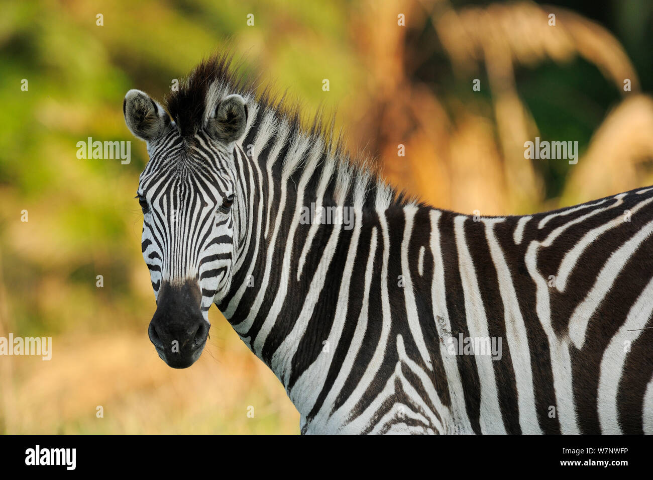 Zebra comune (Equus quagga) profilo ritratto, Durban, Sud Africa Foto Stock