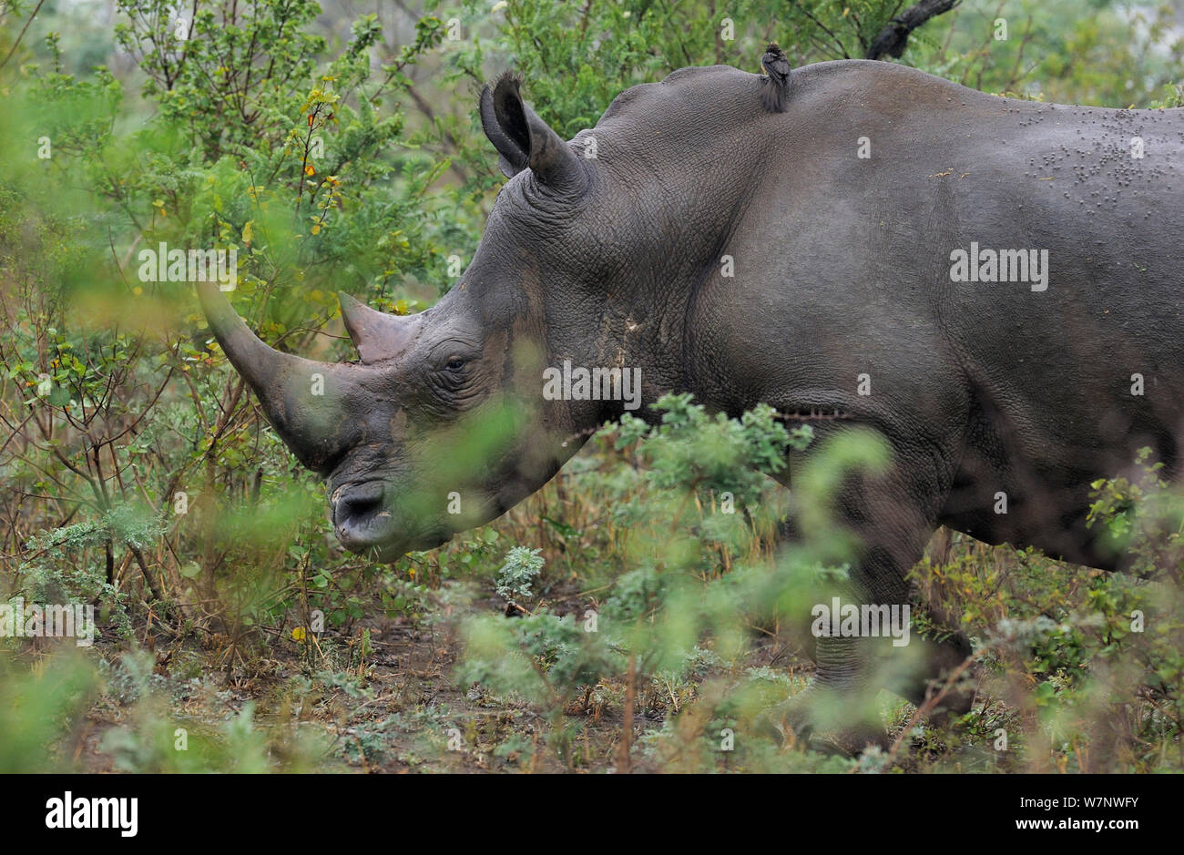 Rinoceronte bianco (Cerathorium simum) profilo ritratto nella boccola, iMfolozi National Park, Sud Africa Foto Stock