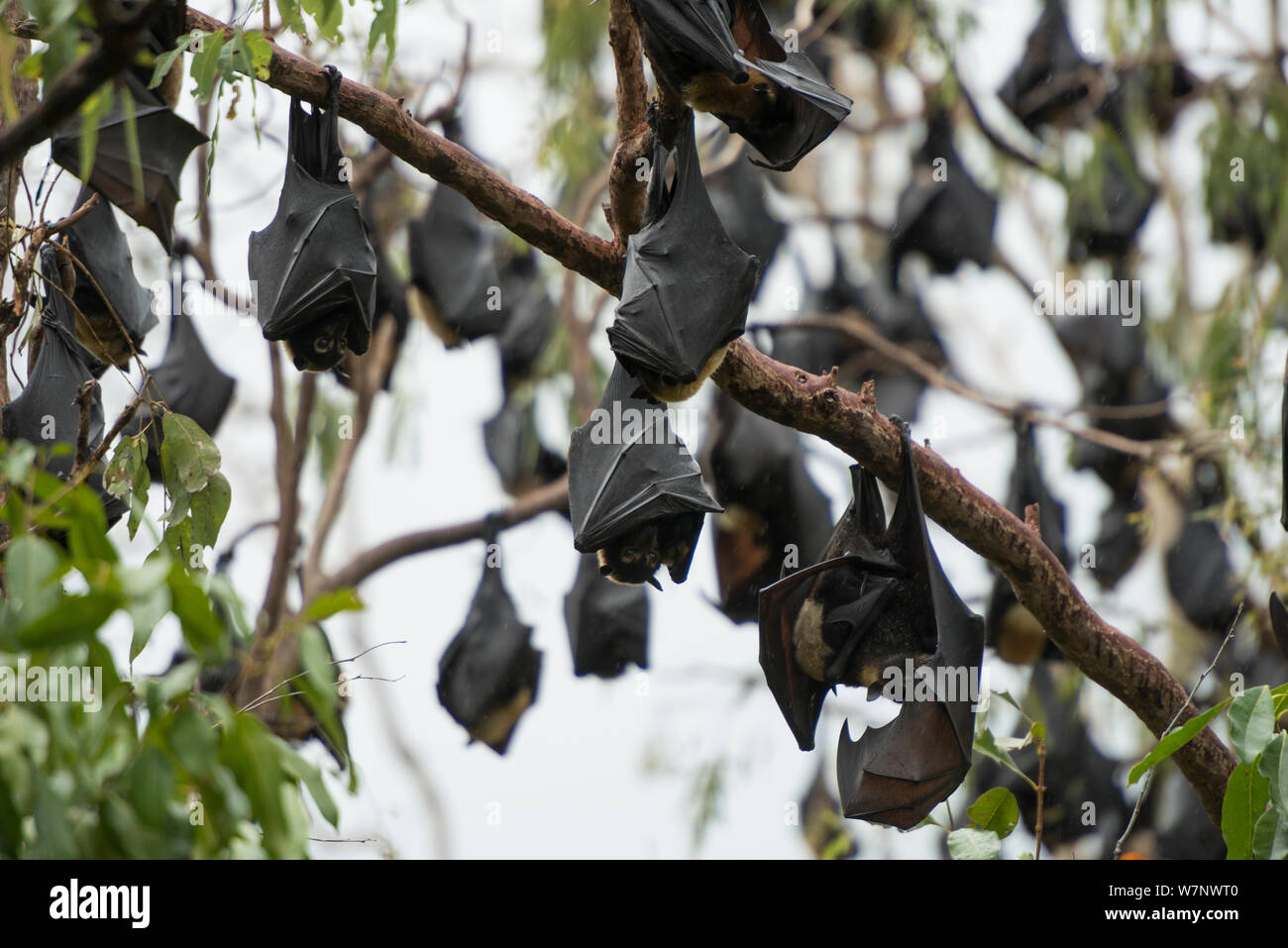 Spectacled flying fox (Pteropus conspicillatus) Colonia sono ' appollaiati durante le ore diurne, North Queensland, Australia, Ottobre 2012 Foto Stock