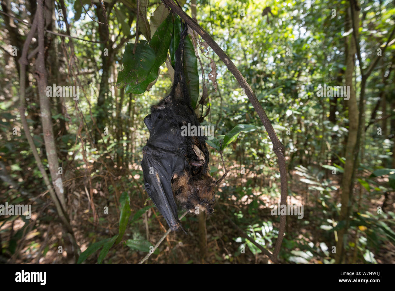 Spectacled flying fox (Pteropus conspicillatus) animale morto, vittima del paralitico tick bite, North Queensland, Australia Foto Stock