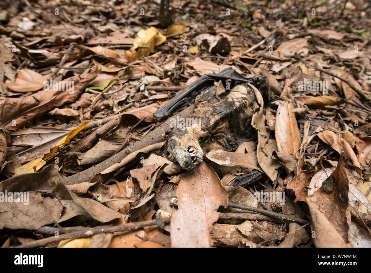 Spectacled flying fox (Pteropus conspicillatus) animale morto, vittima del paralitico tick bite, North Queensland, Australia Foto Stock