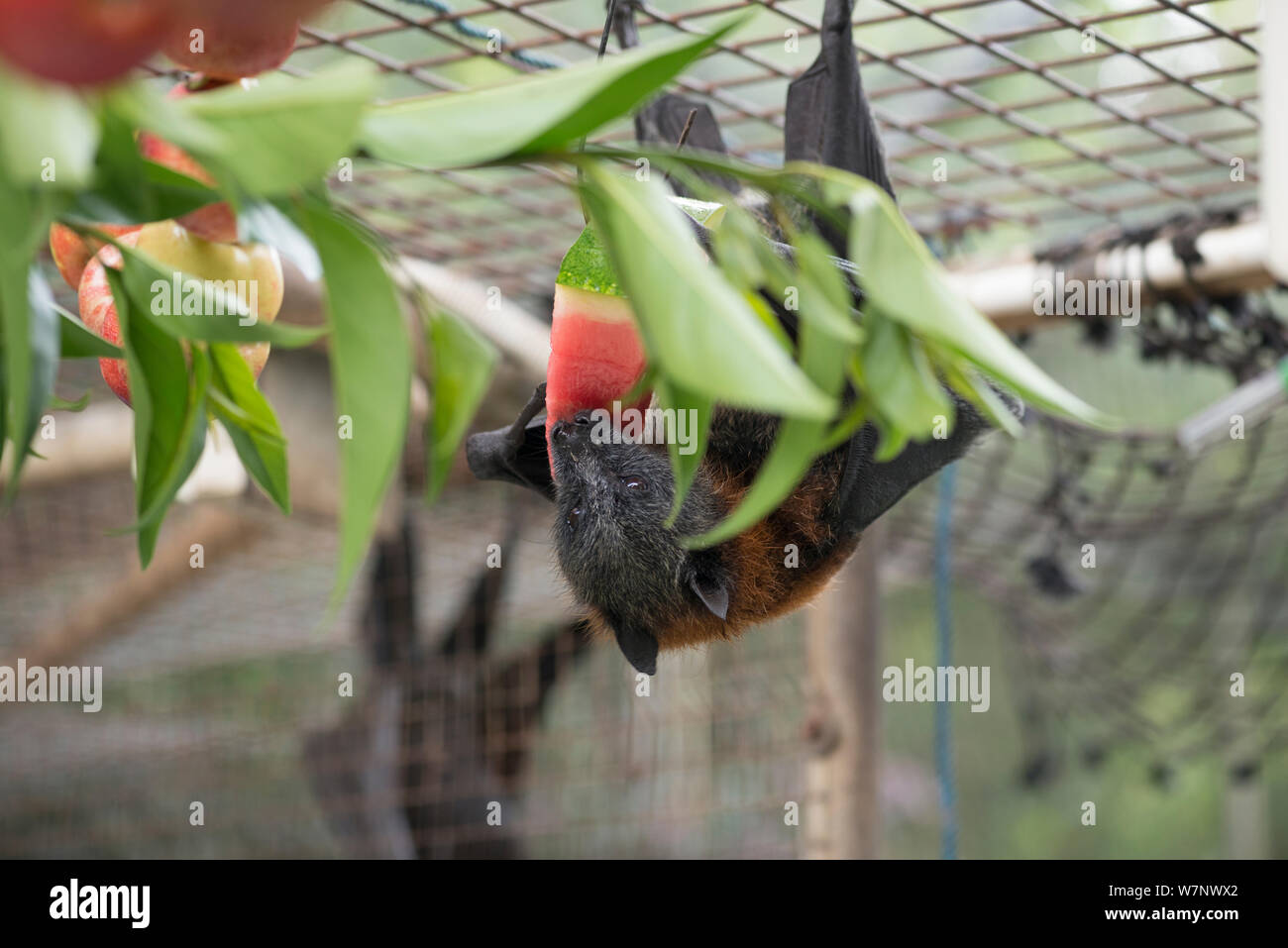 Testa Grigia flying fox (Pteropus poliocephalus) in voliera alimentazione su frutta, Tolga Bat Hospital, North Queensland, Australia, Novembre 2012 Foto Stock