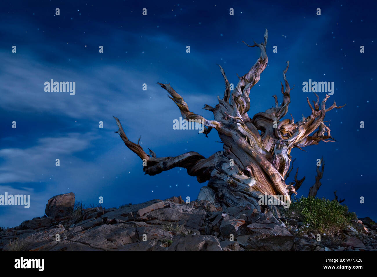 Dead bristlecone pine (Pinus aristata) un antico albero, White Mountains, California, USA, luglio. Foto Stock