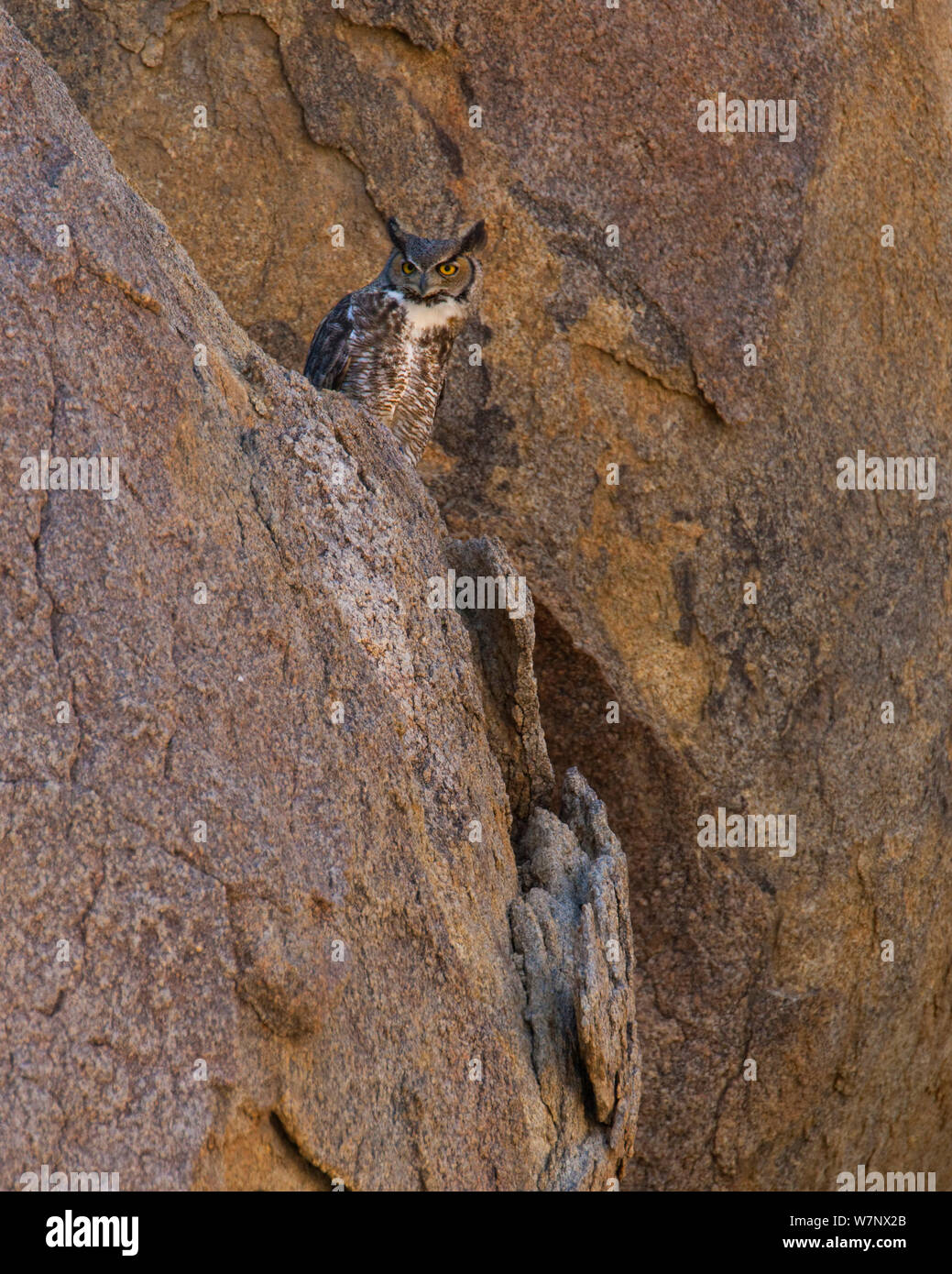 Grande Gufo cornuto (Bubo virginianus) mimetizzata contro la roccia del deserto, Sierra orientale, California, Stati Uniti d'America. Maggio Foto Stock