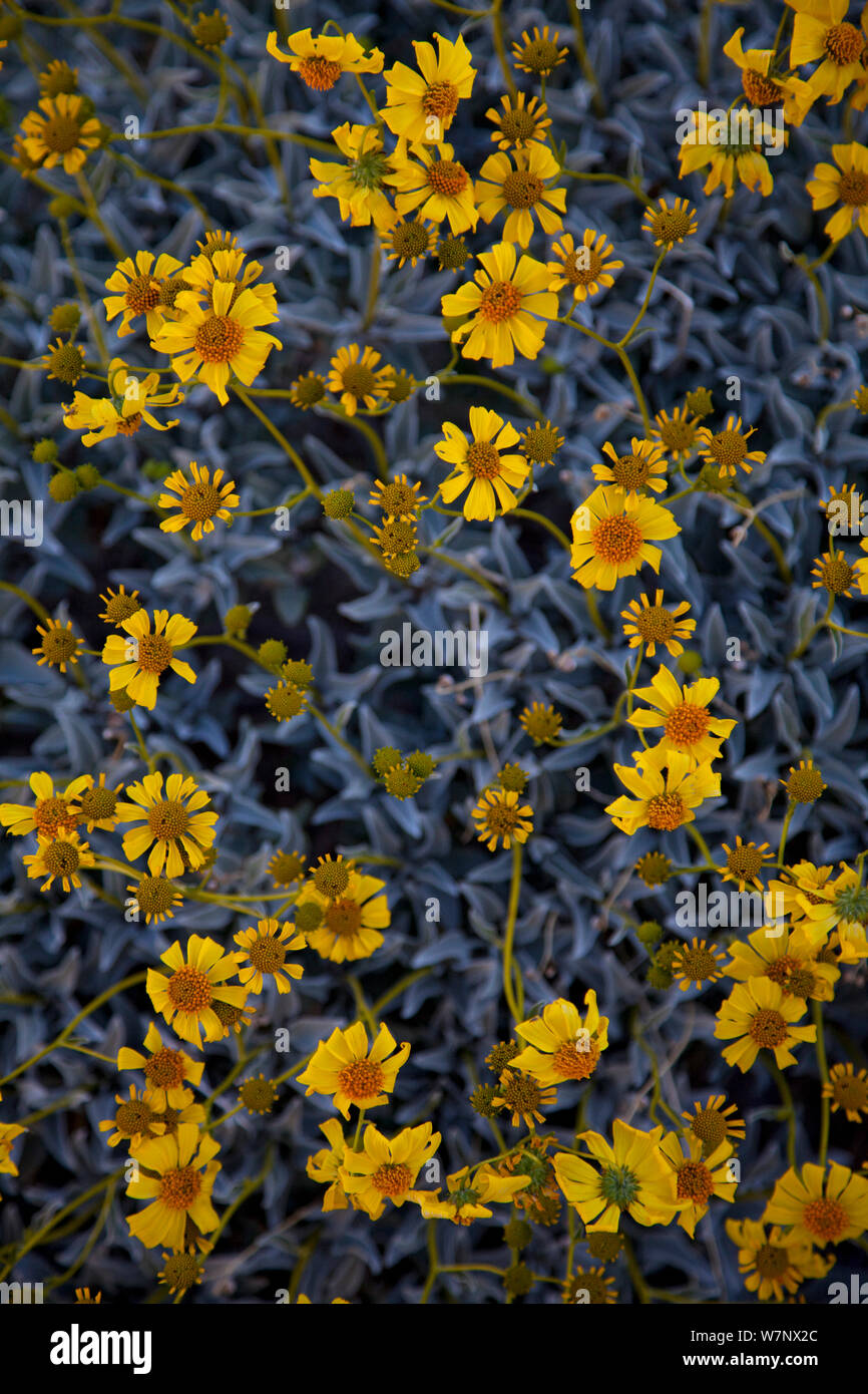 Brittlebrush (Encelia farinosa) fioritura nel deserto Anza-Borrego, California, Aprile Foto Stock