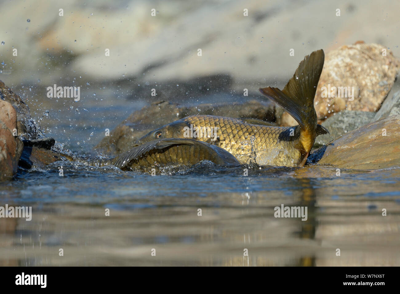 La carpa comune (Cyprinus carpio) in acqua poco profonda durante la deposizione delle uova. Extramadure, in Spagna, in maggio. Foto Stock