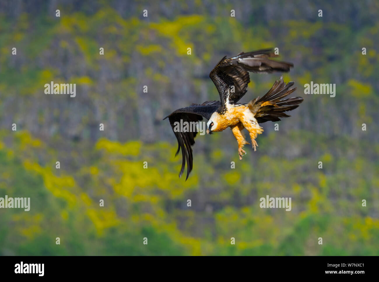 Lammergeier / Gipeto (Gypaetus barbatus) in volo. Parco nazionale di Sirmien, Etiopia, Africa orientale. Foto Stock