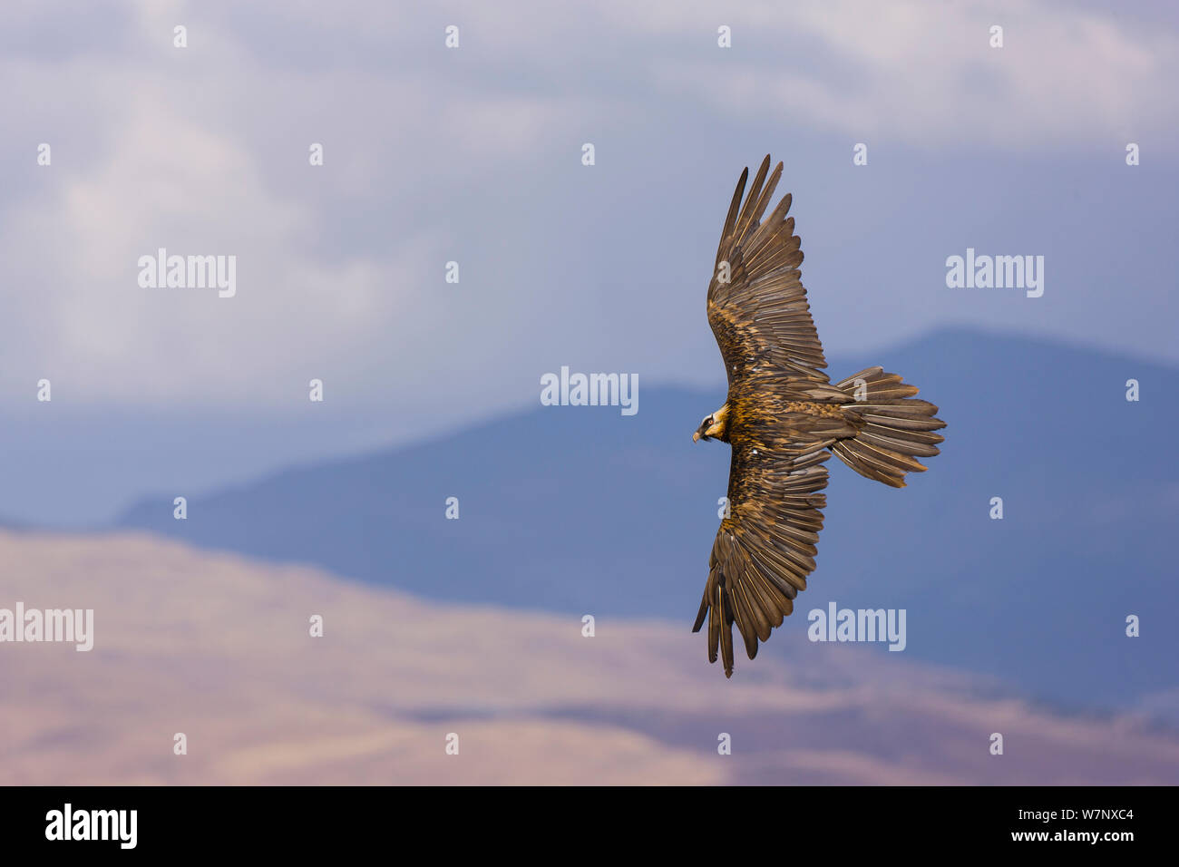 Lammergeier / Gipeto (Gypaetus barbatus) in volo. Parco nazionale di Sirmien, Etiopia, Africa. Foto Stock