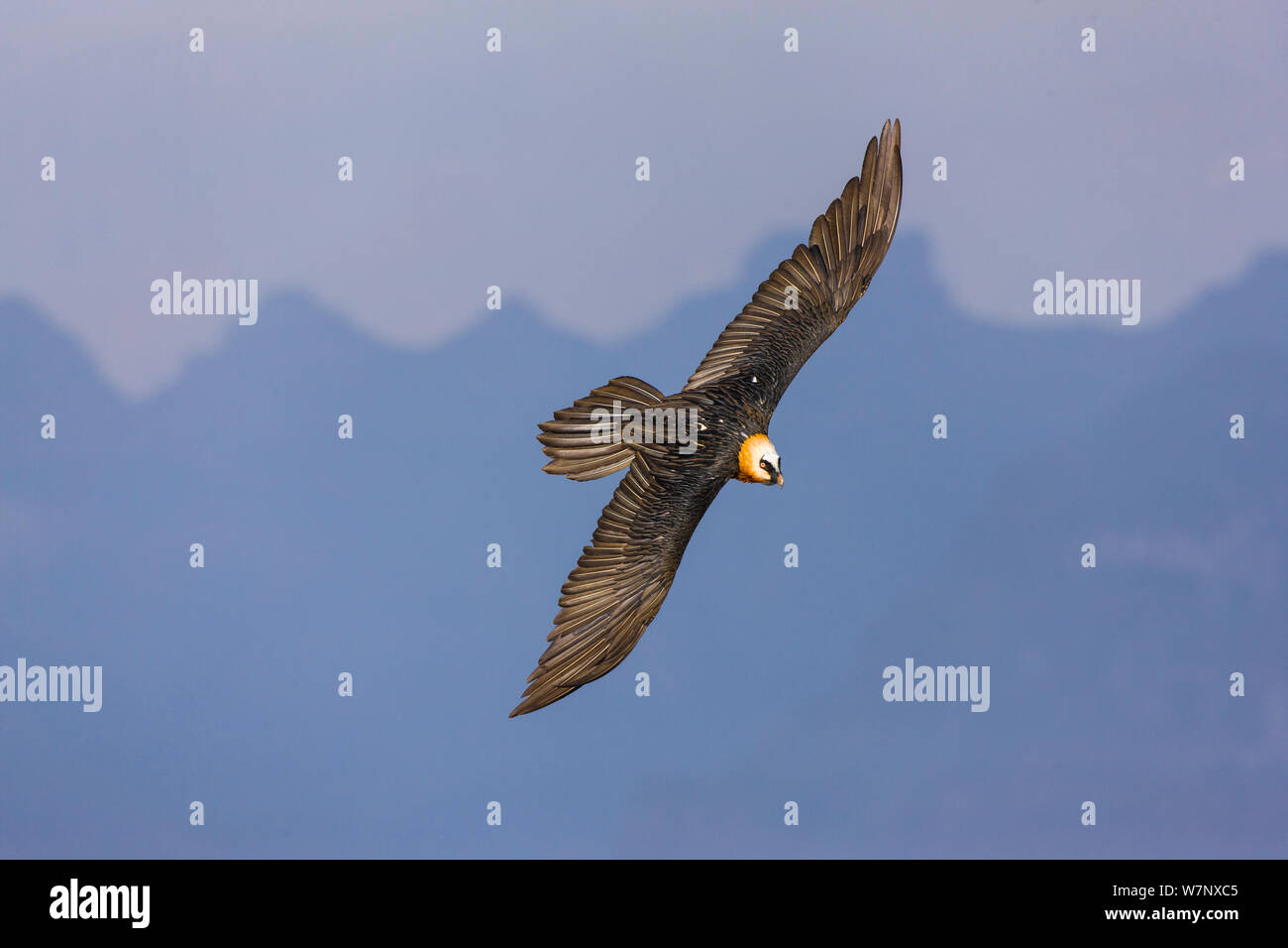 Lammergeier / Gipeto (Gypaetus barbatus) in volo. Parco nazionale di Sirmien, Etiopia, Africa. Foto Stock