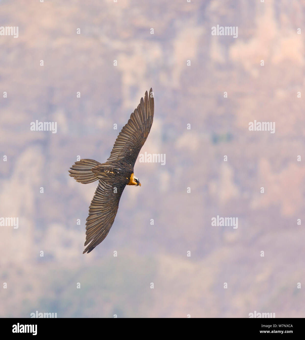 Lammergeier / Gipeto (Gypaetus barbatus) in volo. Parco nazionale di Sirmien, Etiopia, Africa. Foto Stock