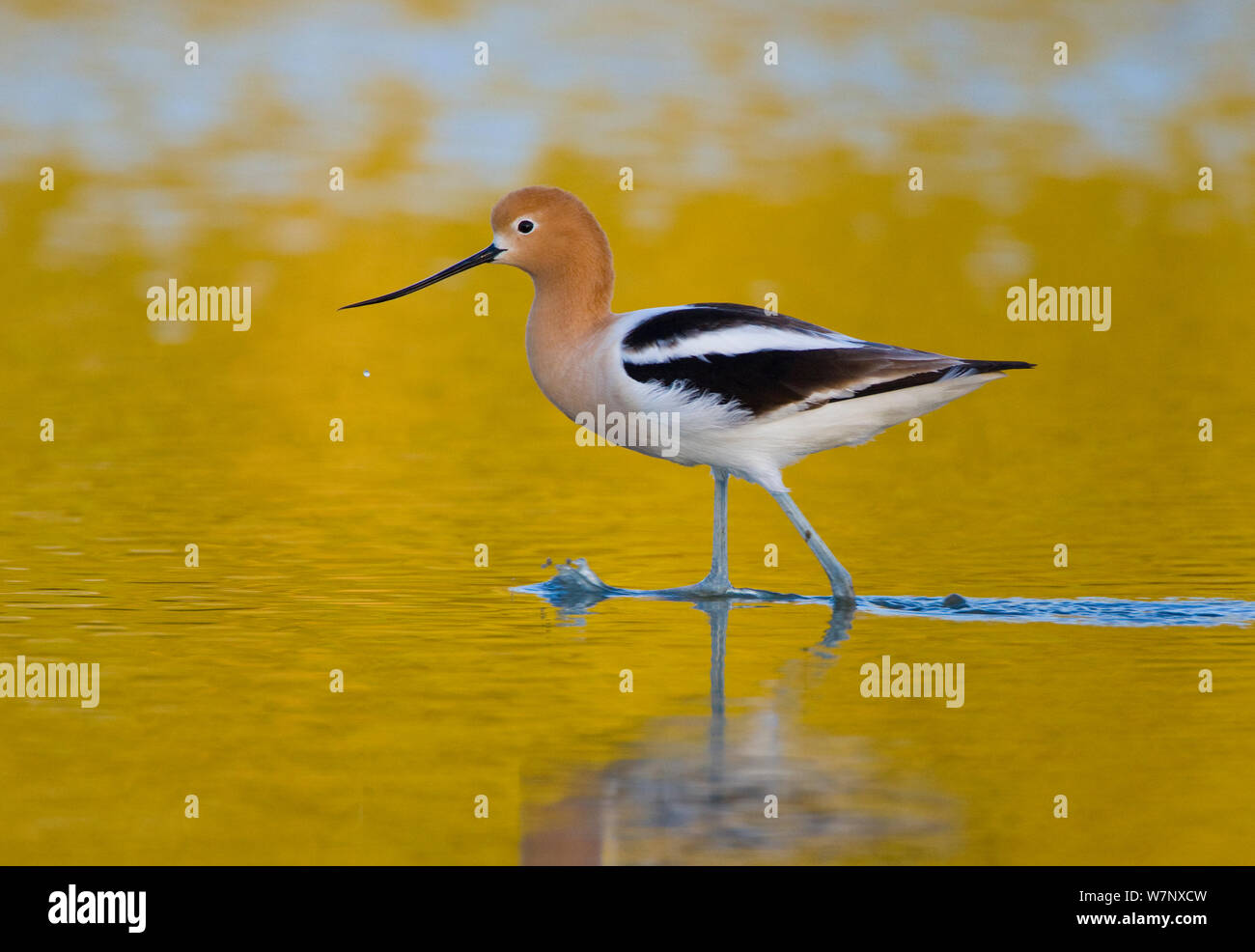 American Avocet (Recurvirostra americana) riflessa nell'acqua. In California, USA, aprile. Foto Stock