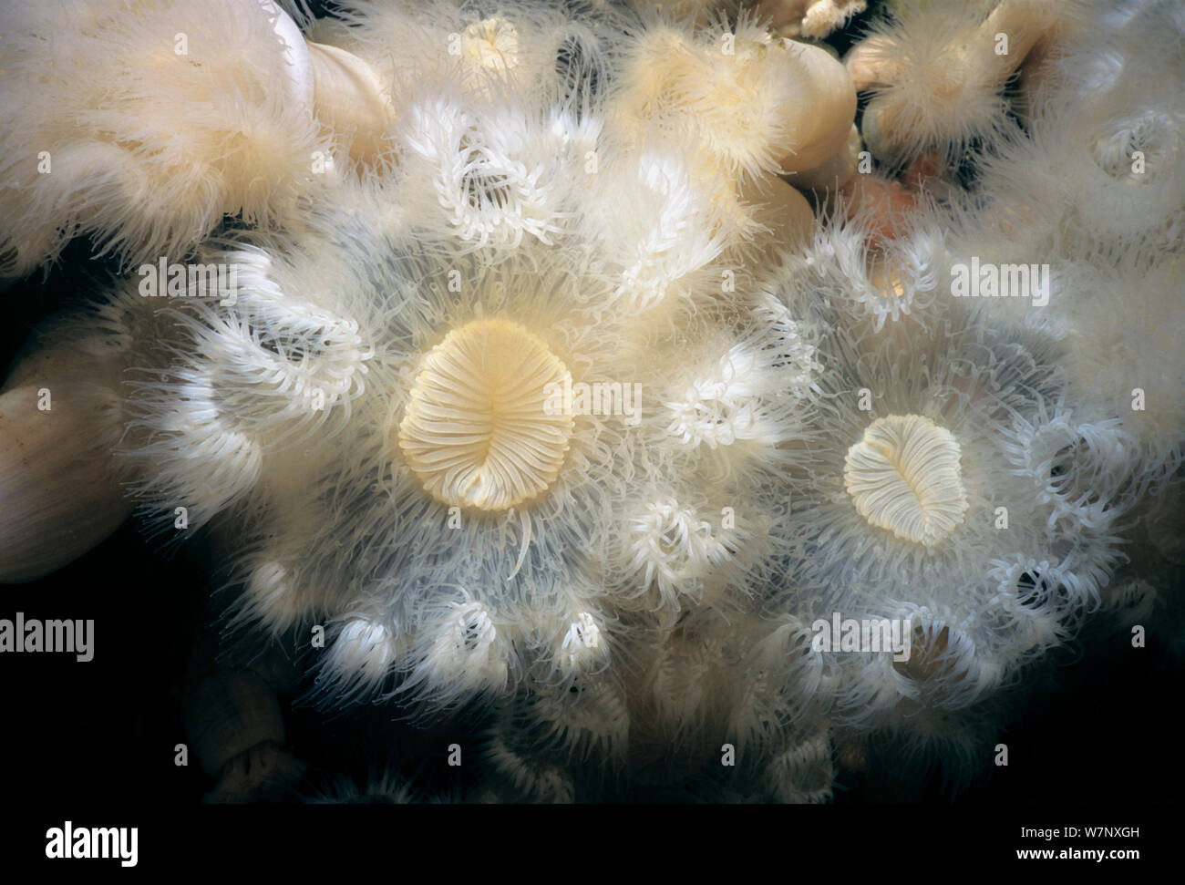 Close-up di anemoni White-Plumed (Metridium farcimen). Queen Charlotte Strait, British Columbia, Canada, Oceano Pacifico settentrionale Foto Stock