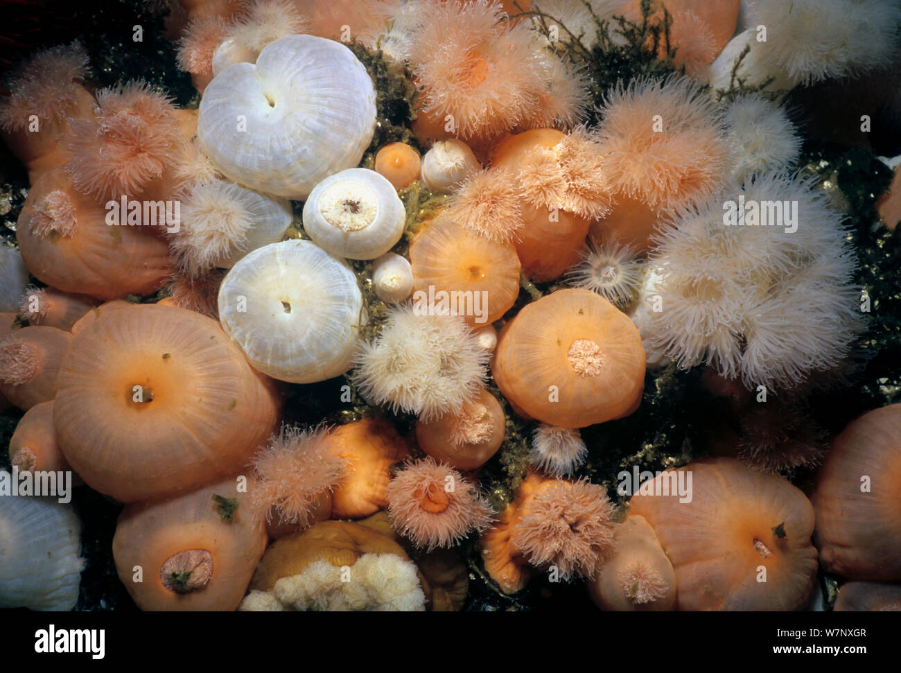 Close-up di anemoni Metridium (Metridium farcimen). Queen Charlotte Strait, British Columbia, Canada, Oceano Pacifico settentrionale Foto Stock