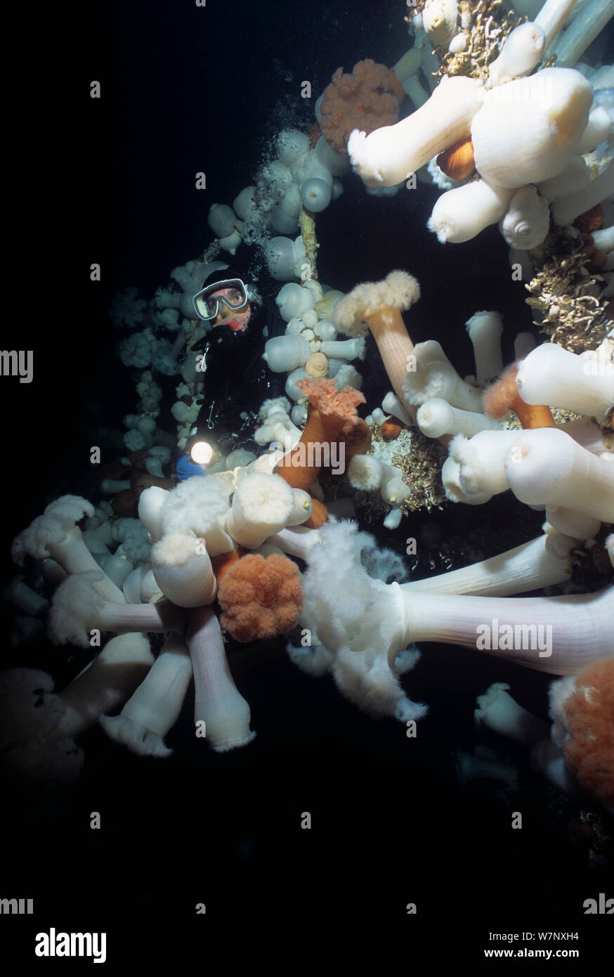 Sommozzatore esplorando Ponte sul naufragio di Saskatchewan, un reef artificiale coperta con il gigante Plumose (Anemone Metridium farcimen), l'isola di Vancouver, British Columbia, Canada, Oceano Pacifico Modello rilasciato. Foto Stock